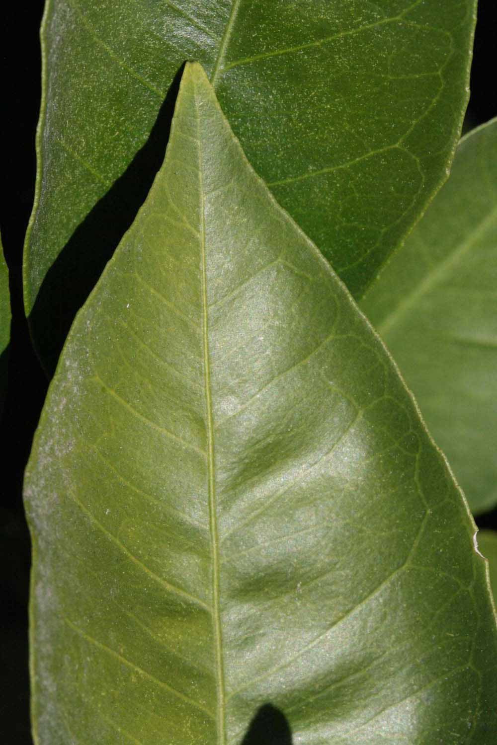              Margin (Riverside, CA)       